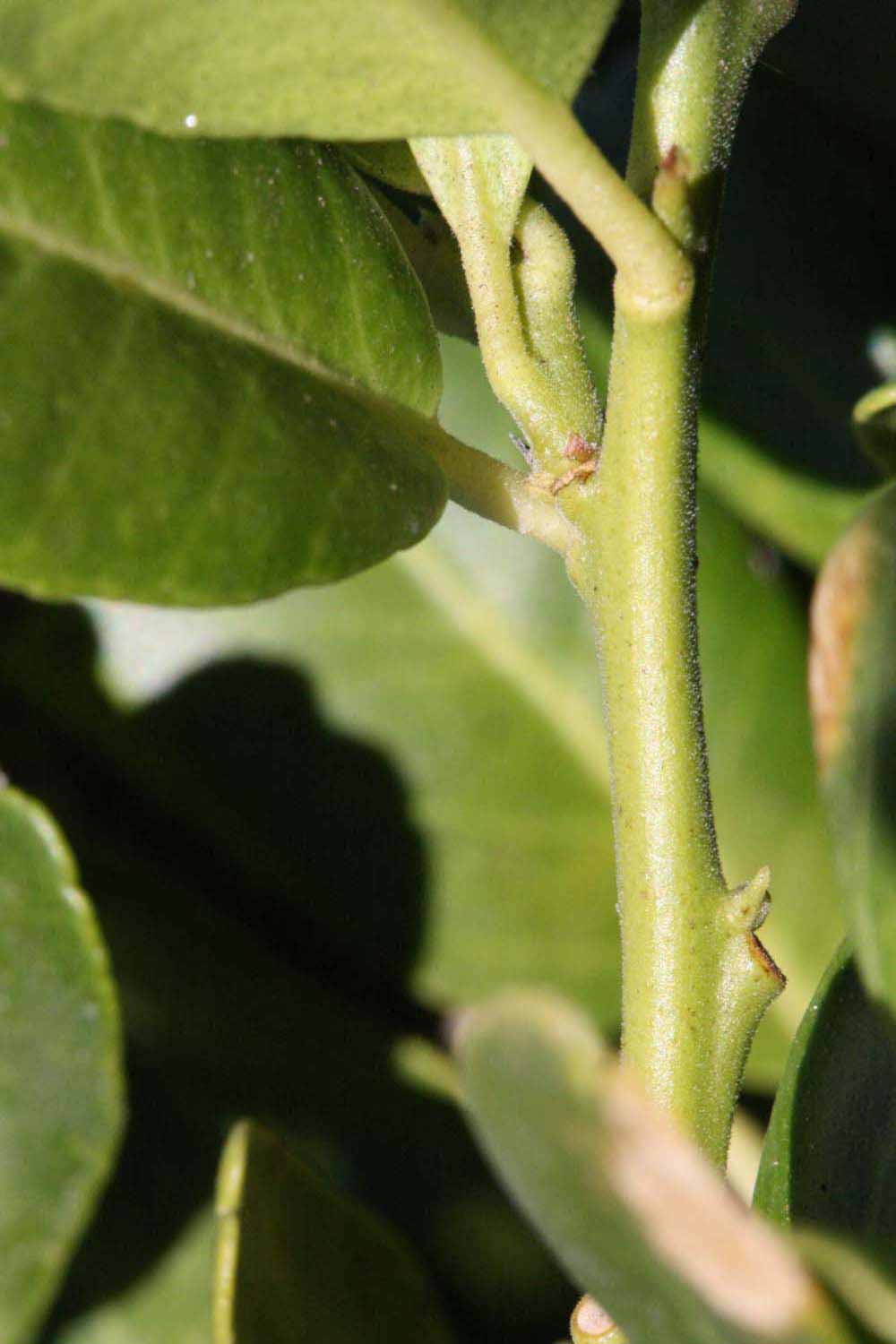              First year twig (Riverside, CA)       